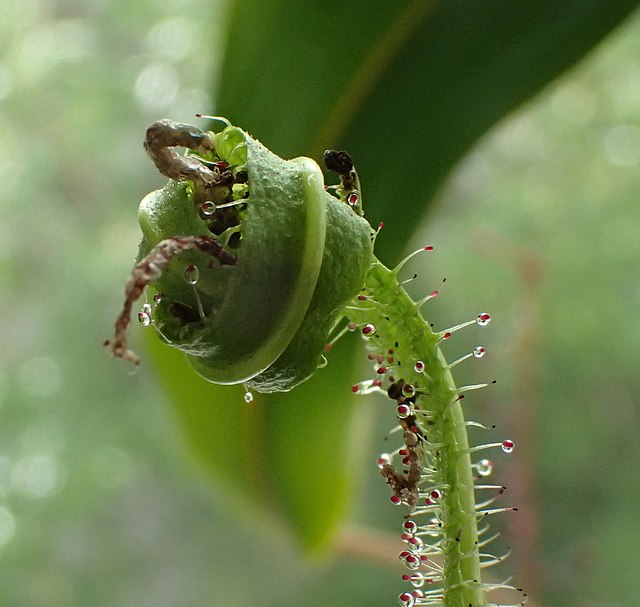 Drosera regia hält ein grösseres Insekt in einem seiner spitzen Blätter