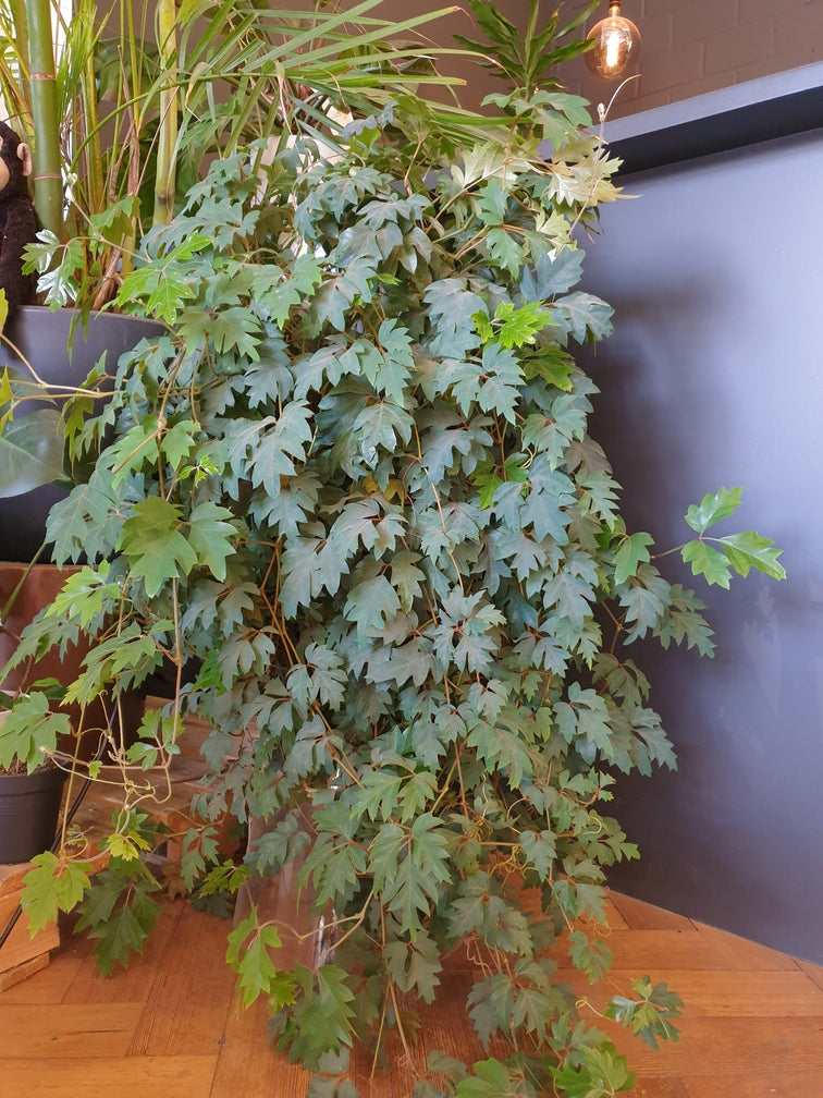 Buschiger, vielblättriger Cissus rhombifolia, der in der feey-Küche von der Theke bis zum Boden wächst