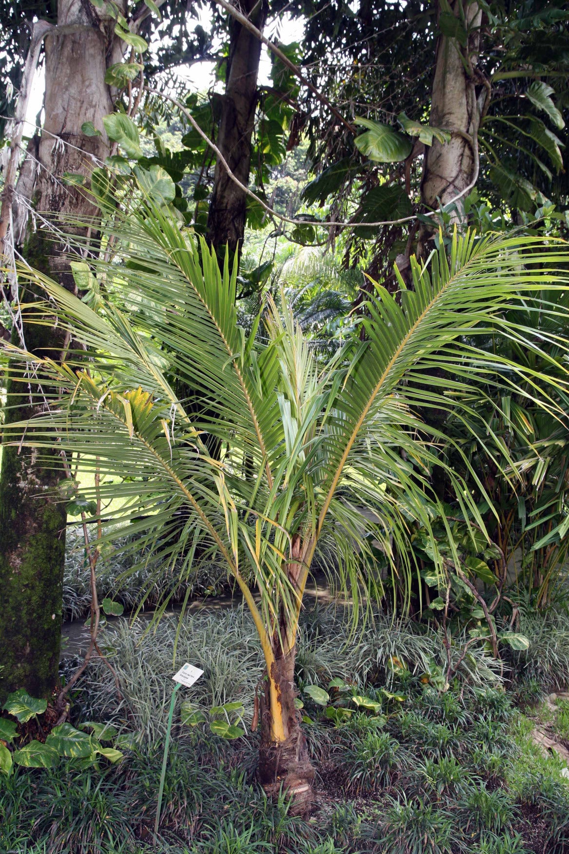 Kokospalme mit langen, dünnen Blättern an den Wedeln in einem Wald