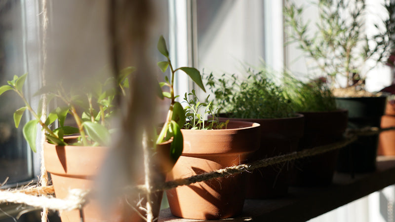 Diverse Kräuter in Tontöpfen auf einer Fensterbank