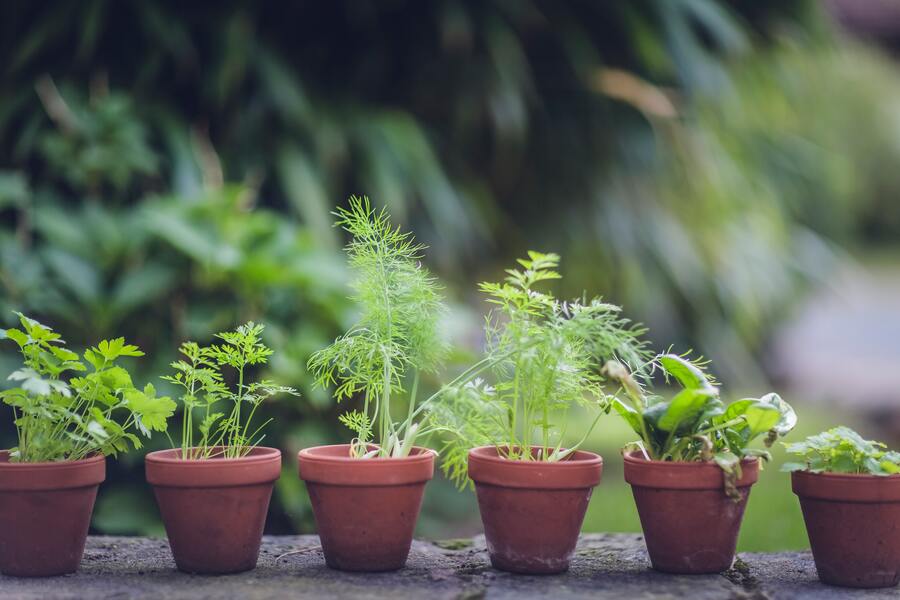 Feng Shui Pflanzen: wie Pflanzen das Feng Shui in deinem Zuhause