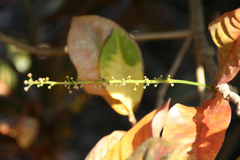 Fast gänzlich gelbes Kroton-Blatt mit grünen Flecken und roten Adern