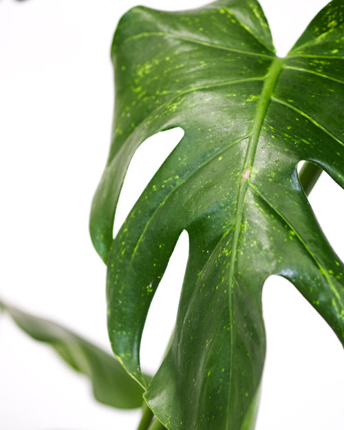 Läuse-Spuren als gelbe Punkte auf dem geschlitzten Blatt einer Monstera