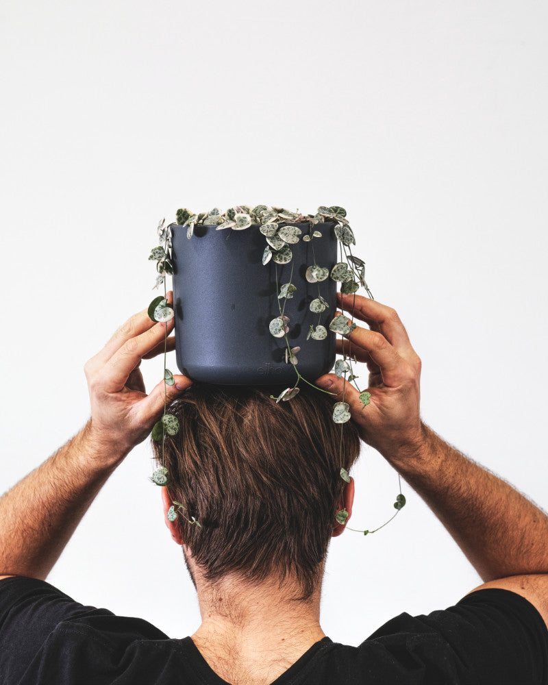 Leuchterpflanze weiss in anthrazitfarbenem Topf auf dem Kopf von Severin
