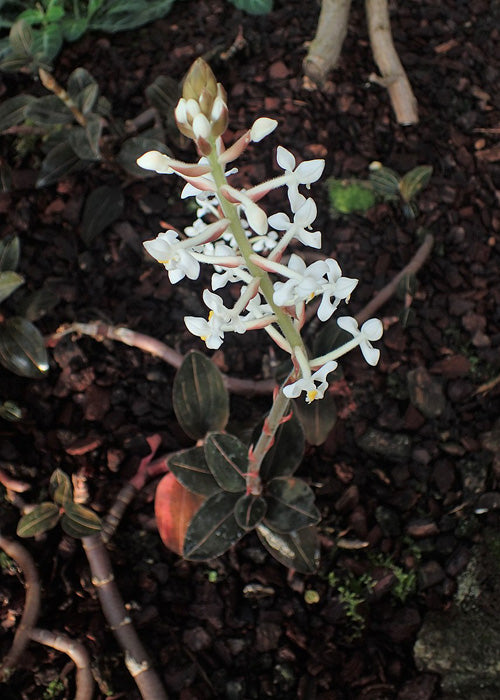 Weisse Blüte der Ludisia discolor an einer hohen Rispe über dem Waldboden