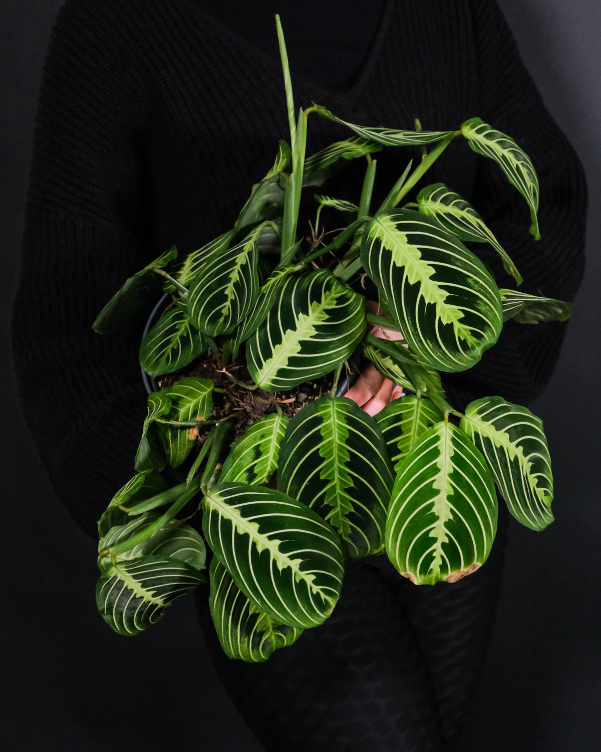 Maranta Lemon Lime vor schwarzem Hintergrund