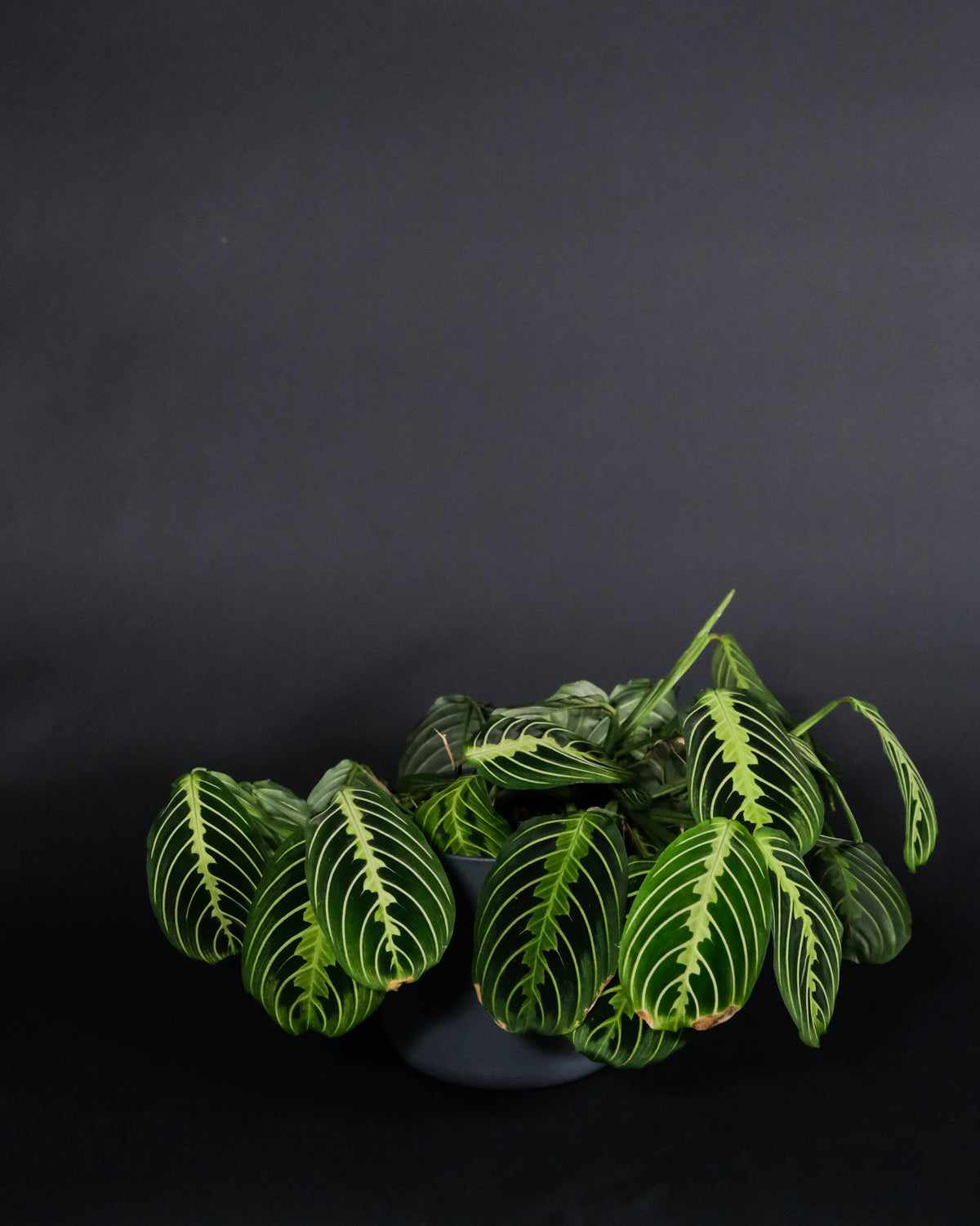 Maranta Lemon Lime in grauem Topf