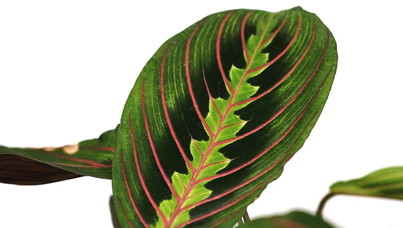 Blatt einer Maranta leuconeura tricolor