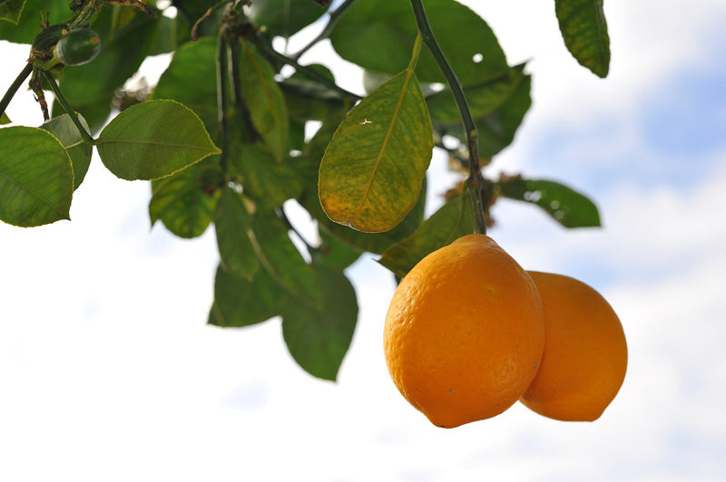 Zwei orangefarbene Zitronenfrüchte an einem Baum