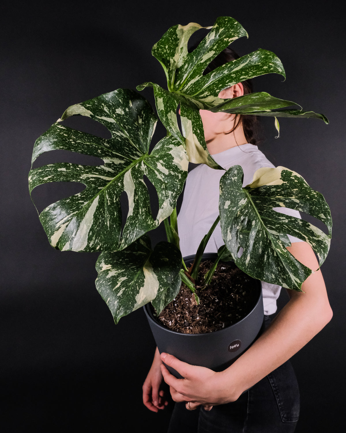 Monstera deliciosa 'Thai Constellation' mit drei grossen, weiss-grünen Blättern, von einer Frau seitlich an der Hüfte gehalten