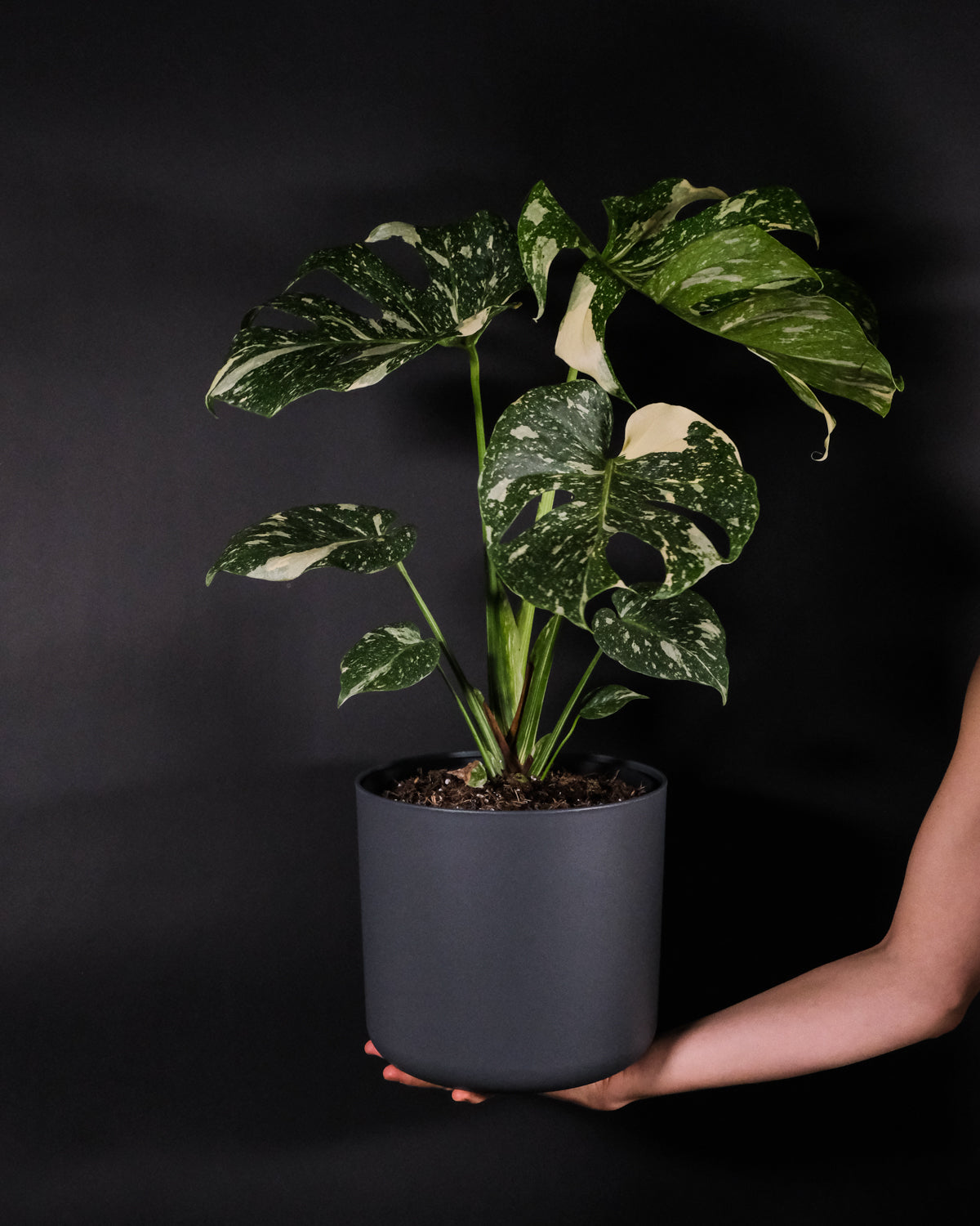 Monstera deliciosa 'Thai Constellation' in grauem Topf auf einer Hand balanciert, vor schwarzem Hintergrund