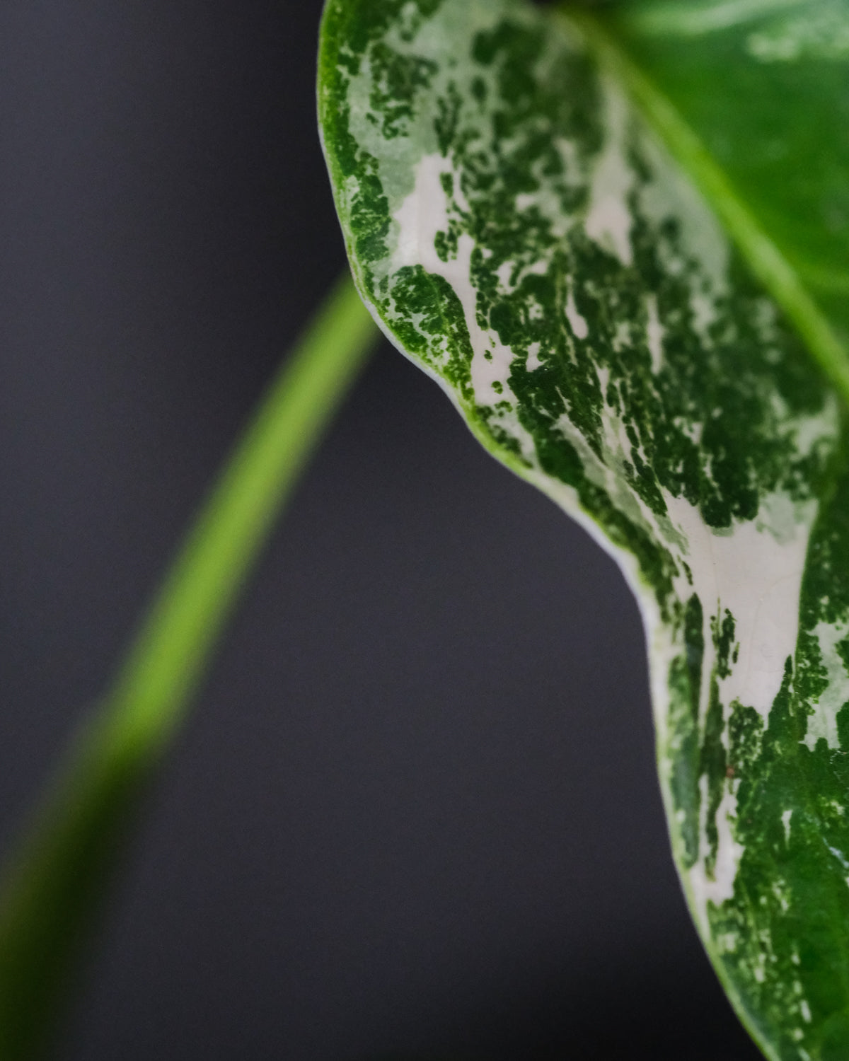 Detailansicht der grün-weissen Musterung eines Blatts der Monstera variegata