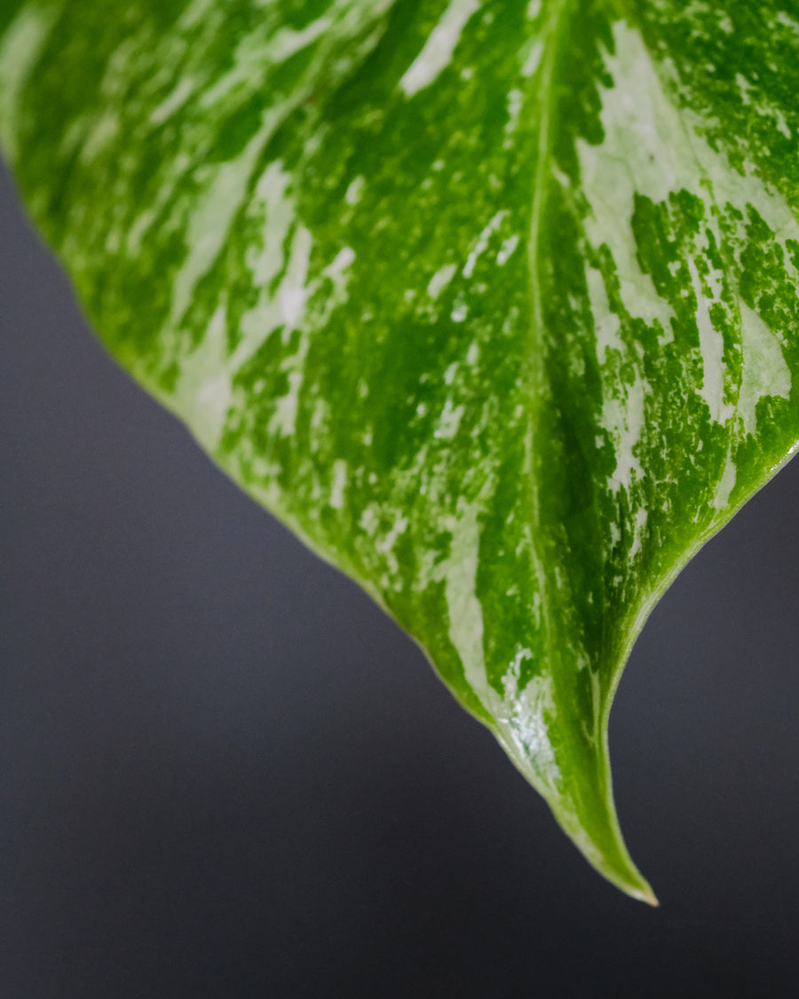 Monstera deliciosa variegata mit schön verteiltem Weiss über das grüne Blatt