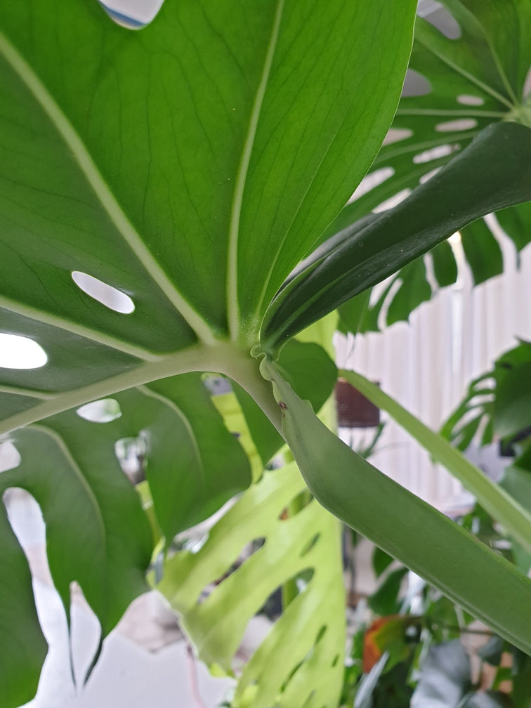 Wellen bzw. Rüschen am Übergang von Blattstiel zu Blatt an einer Monstera