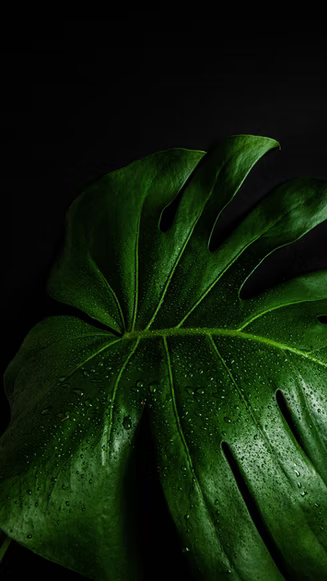 Geschlitztes Blatt einer Monstera deliciosa vor schwarzem Hintergrund