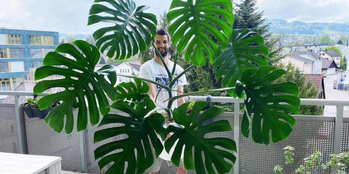 Janko steht auf dem Balkon und hält seine riesige Monstera mit wunderschönen, geschlitzten Blättern vor sich