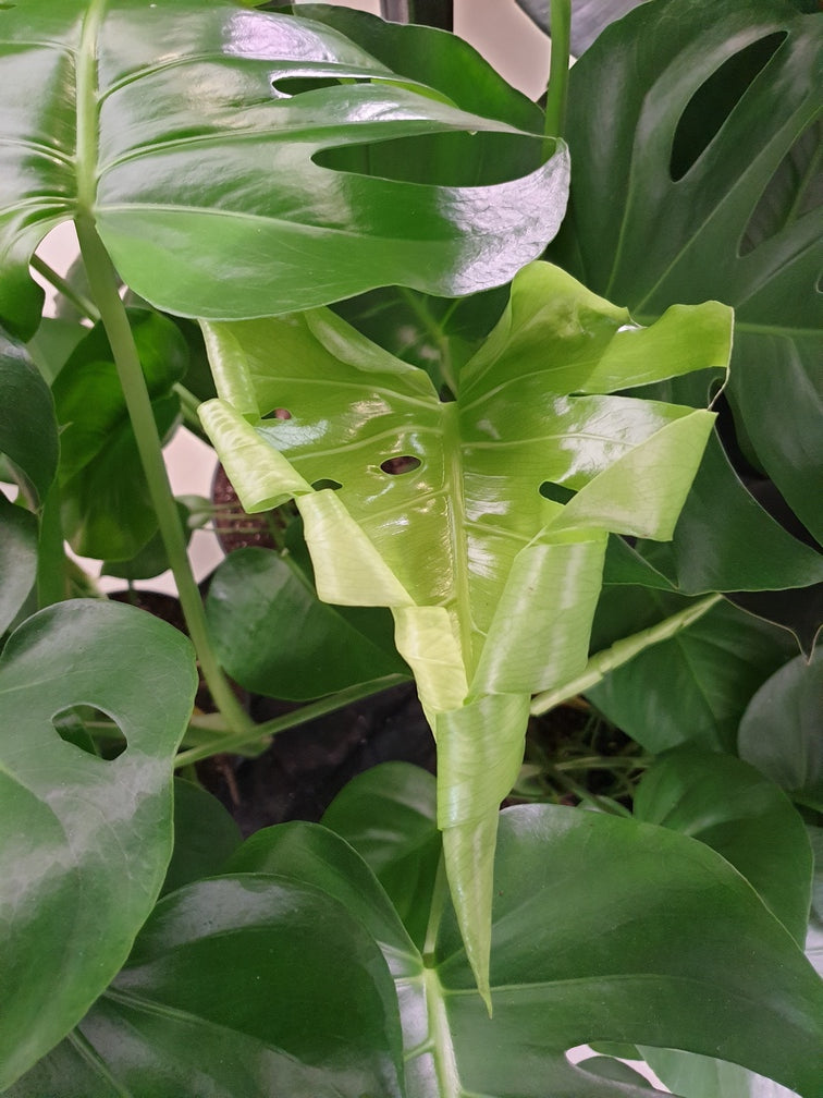 Neu aufgegangenes, hellgrünes Blatt einer Monstera, die Ränder noch leicht eingerollt