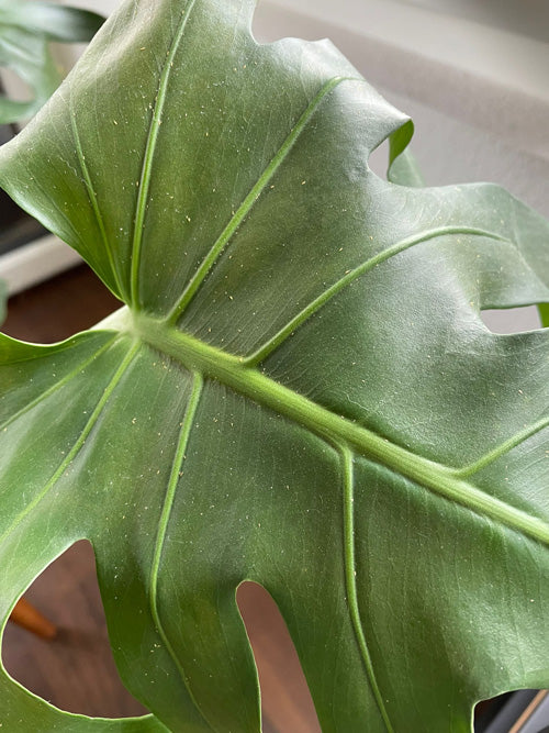 Monstera-Blatt mit gelben, länglichen Tieren darauf