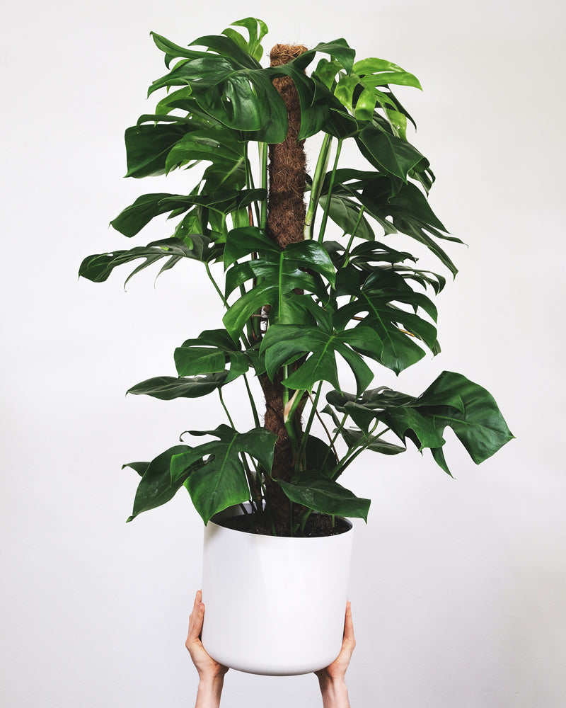 Monstera XL in weissem Topf