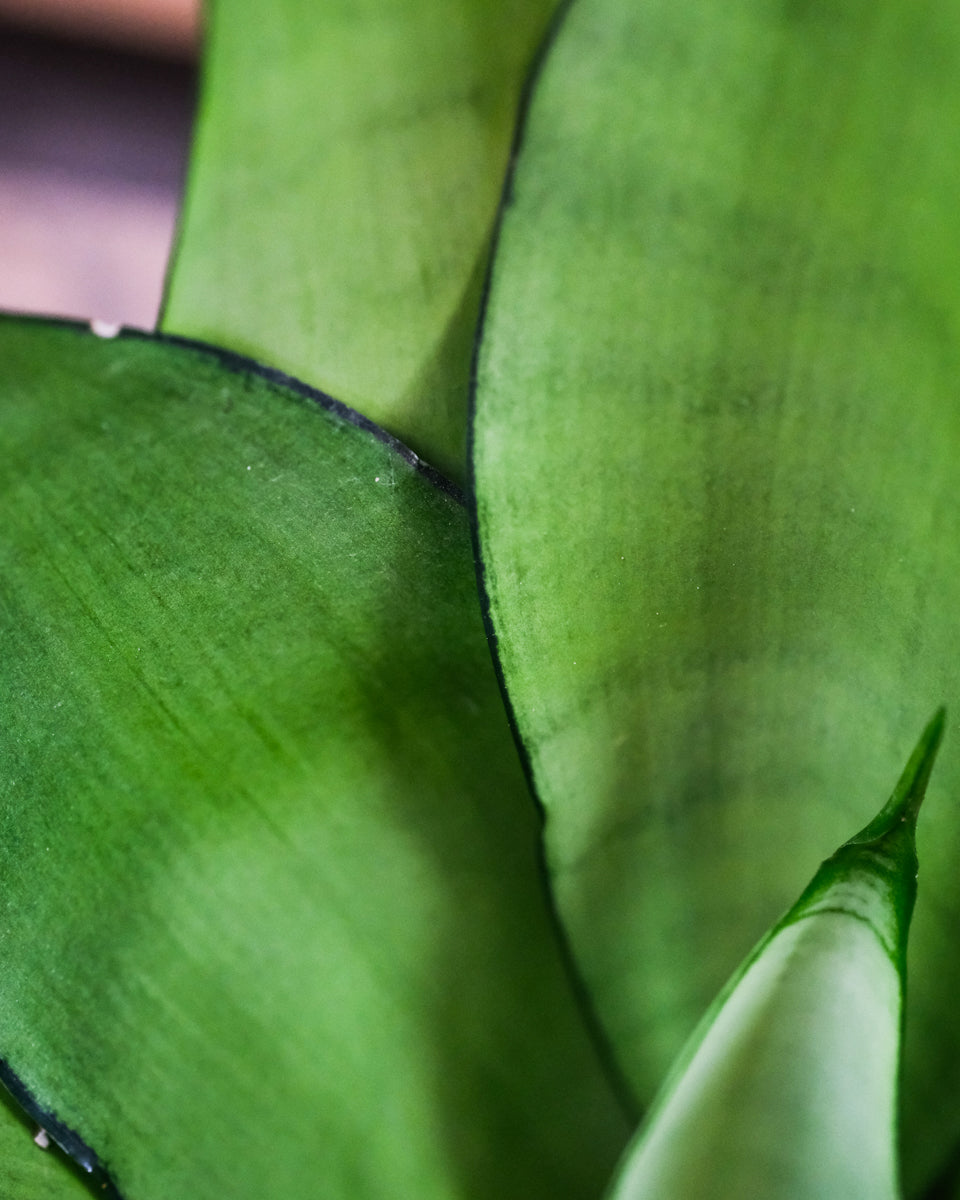 Blatt einer Moonshine mit leuchtend grüner Farbe