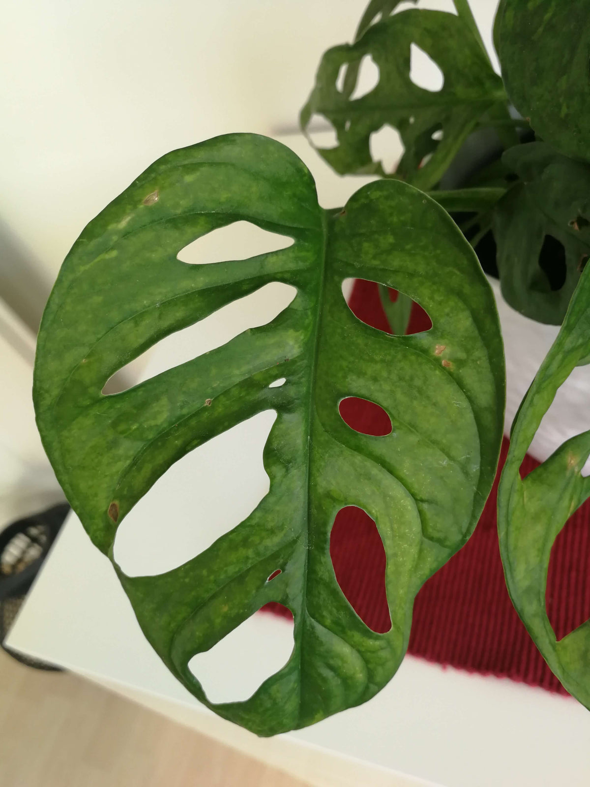 Das Blatt einer Monstera adansonii mit leicht gefleckten Blättern und vergleichsweise dunkeln Blattadern.