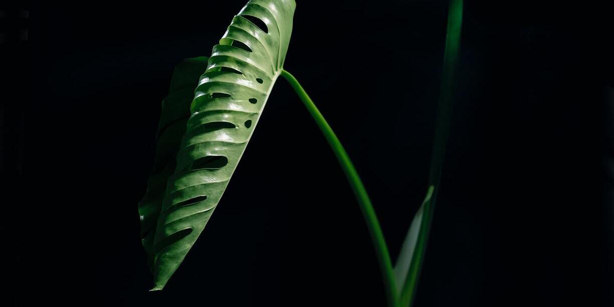 Neues Blatt einer Monstera, das sich am Ausrollen ist, vor schwarzem Hintergrund