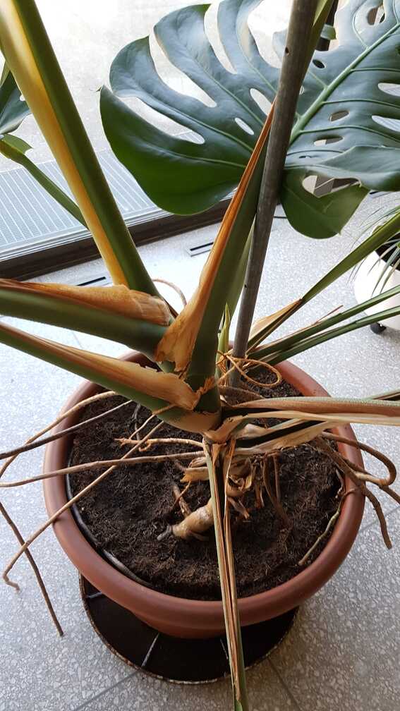 Monstera in Tontopf, deren Triebe einer nach dem anderen direkt ansetzen