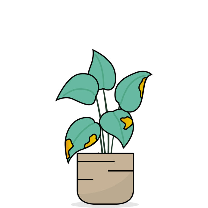 Grafik einer Pflanze mit orangenen Flecken auf den Blättern