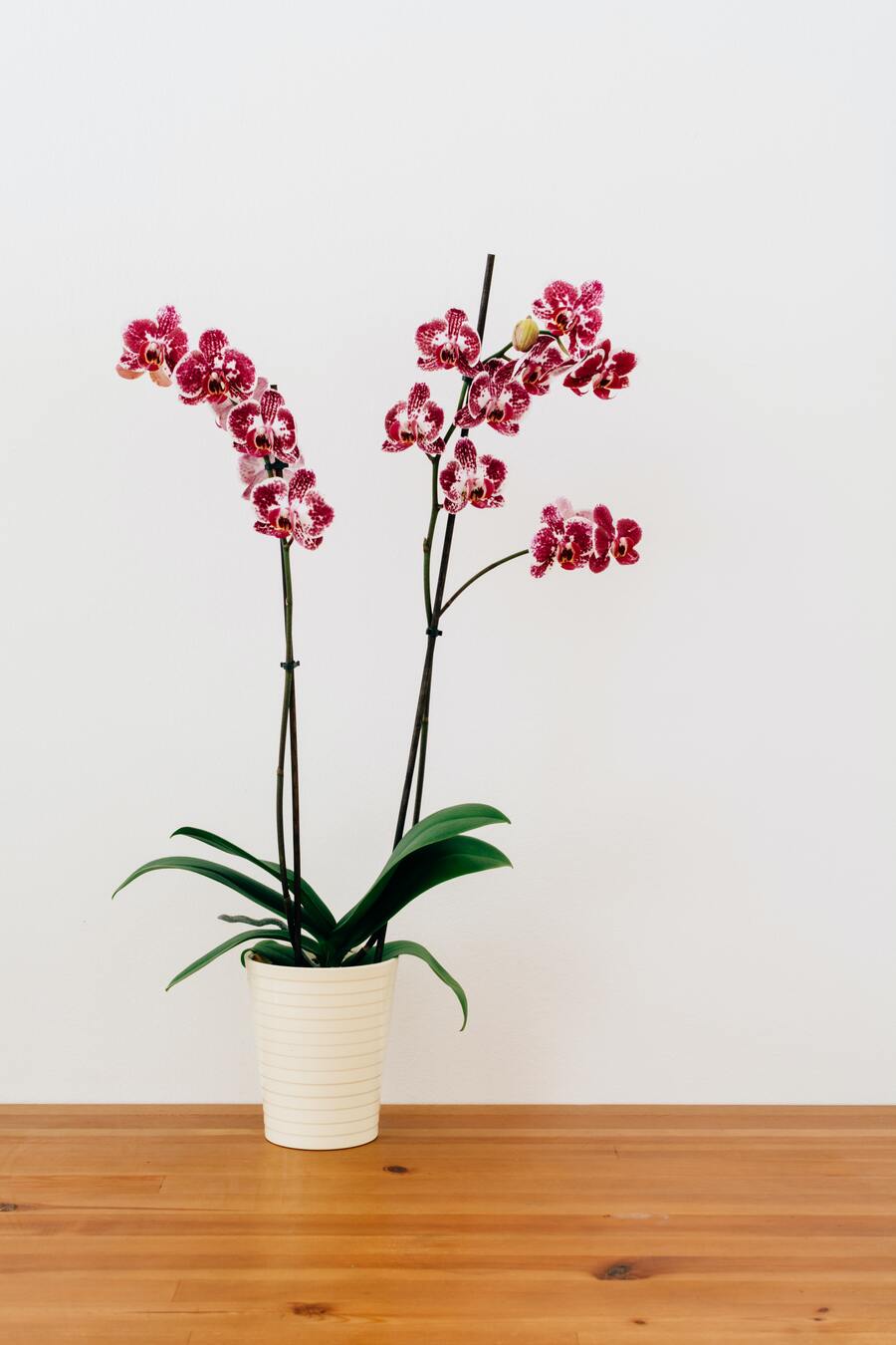 Orchidee mit dunkelroten Blüten in weissem Topf auf einem Holzboden