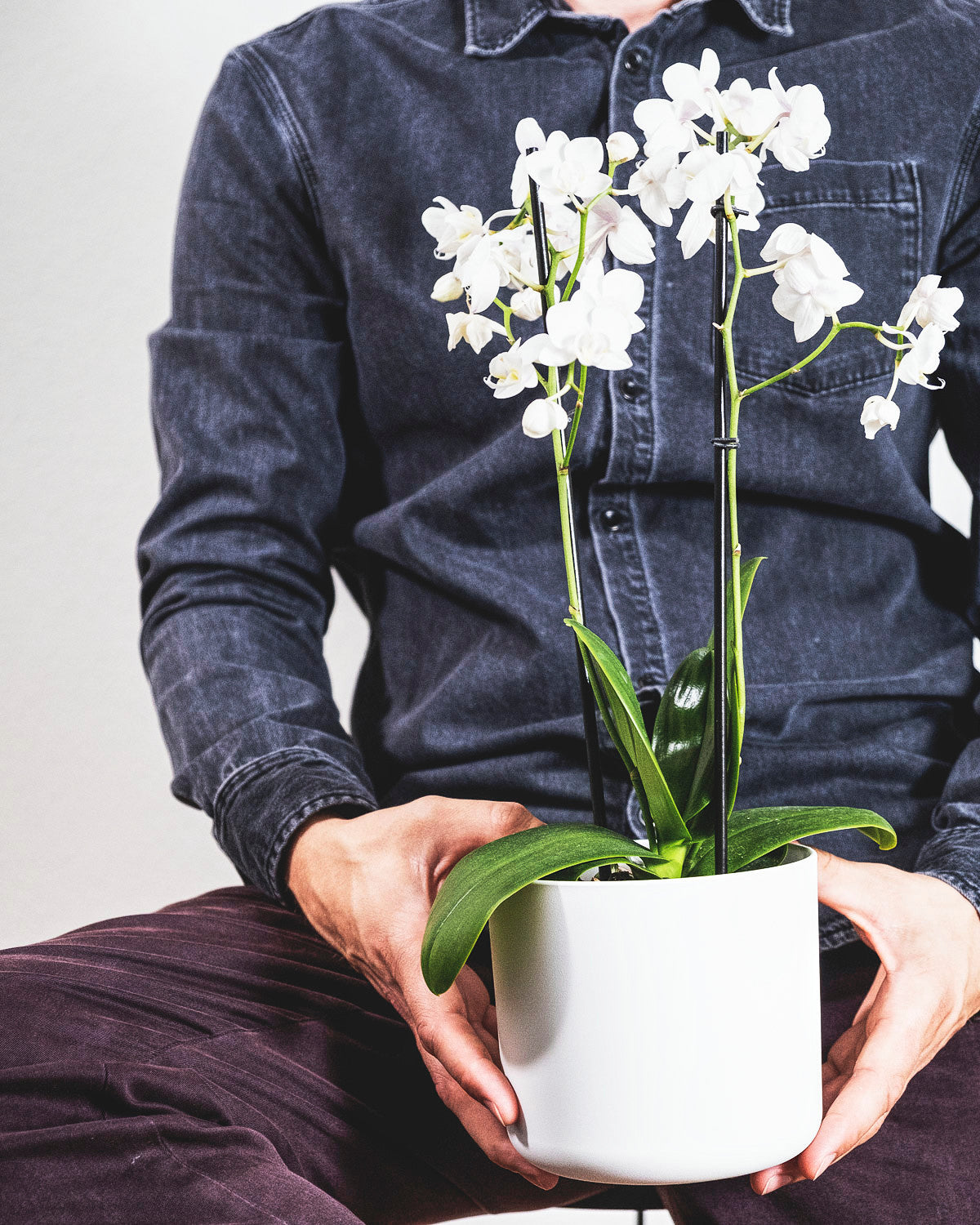 Orchidee mit weissen Blüten im weissen Topf auf Svens Schoss