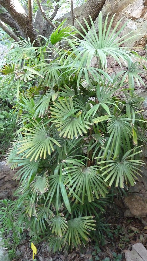 Rhapis humilis in freier Wildbahn