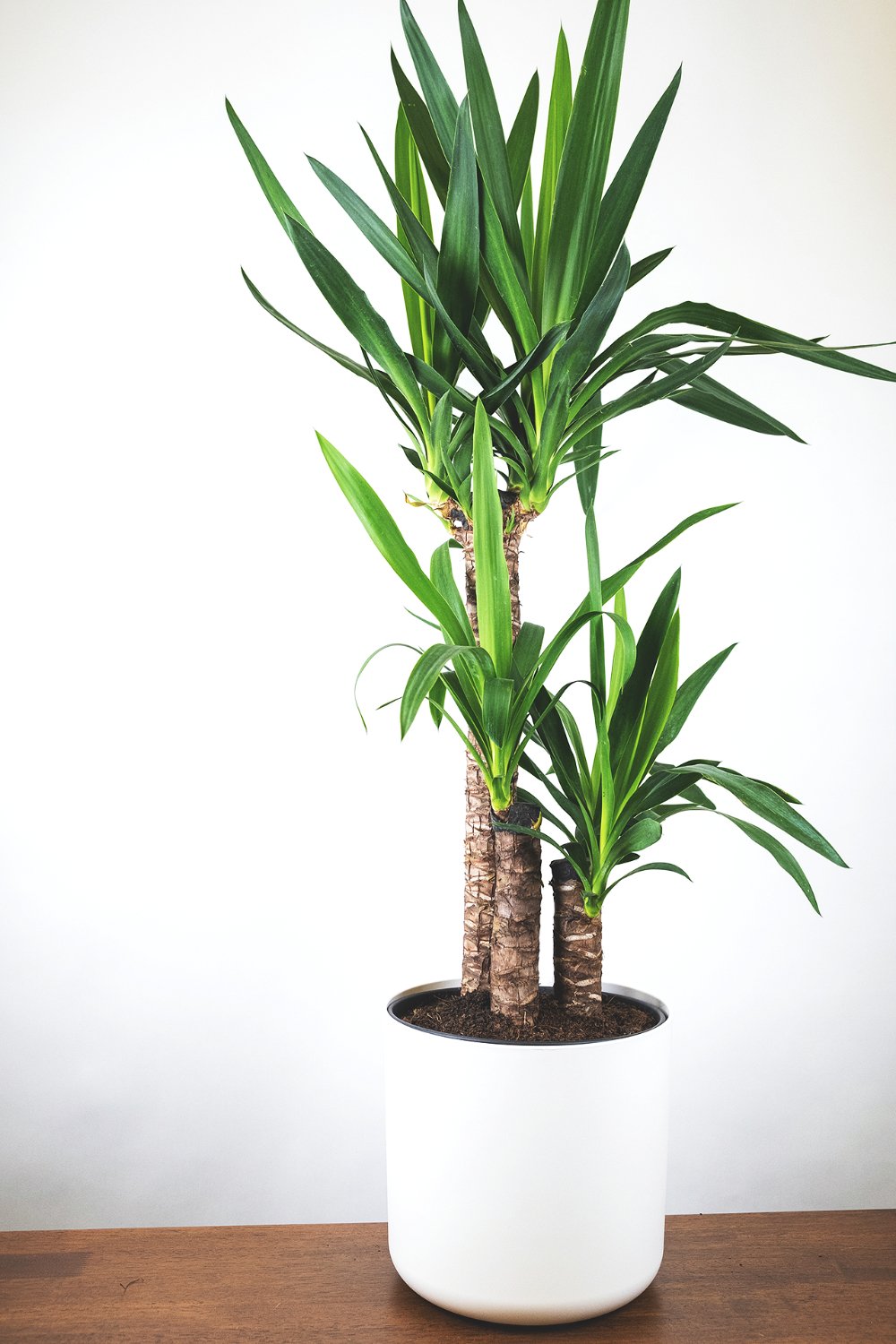 Riesen-Palmlilie: Yucca elephantipes als Zimmerpflanze in weissem Topf