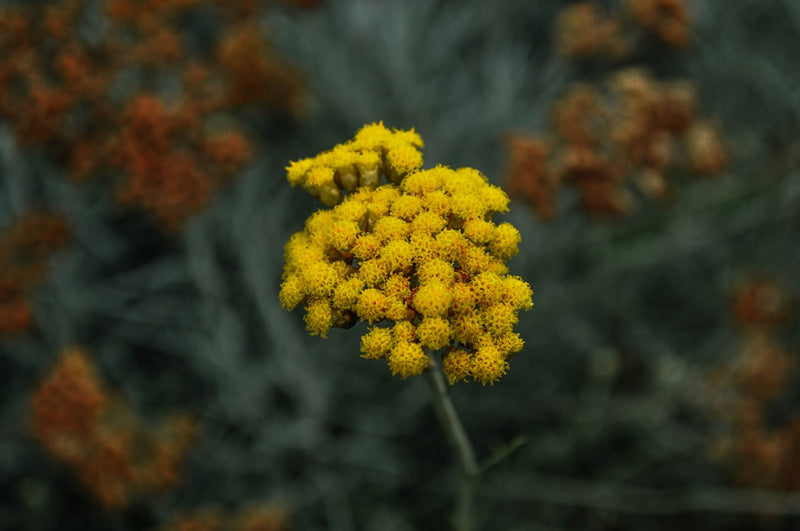 Italienische Strohblume mit gelben Blüten