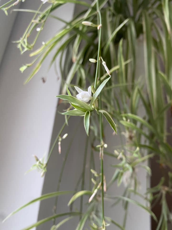 Weisse Blüte an hellgrünem Stängel