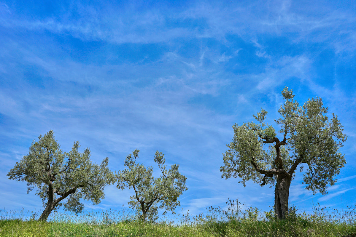 Olivenbäume auf einer grünen Wiese vor stahlblauem Himmel