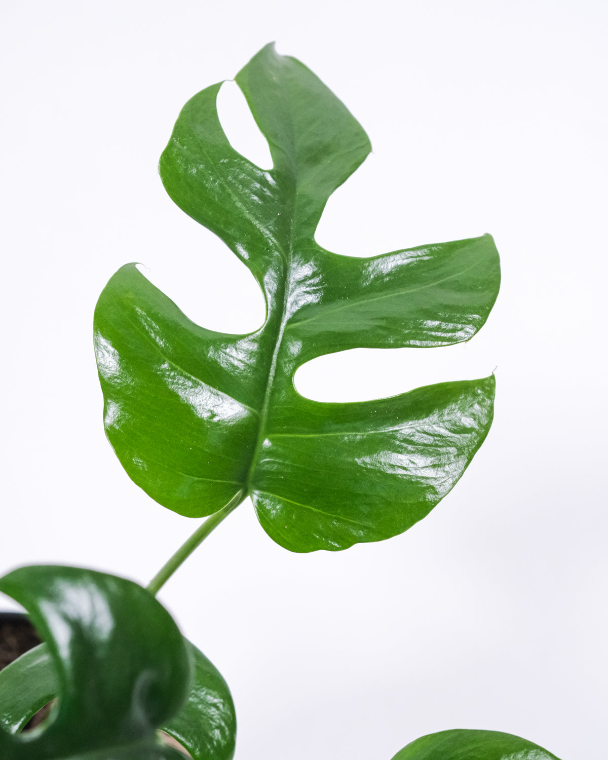 Detail der rund geschlitzten, kleinen Blätter der Monstera Minima (Rhaphidophora tetrasperma)