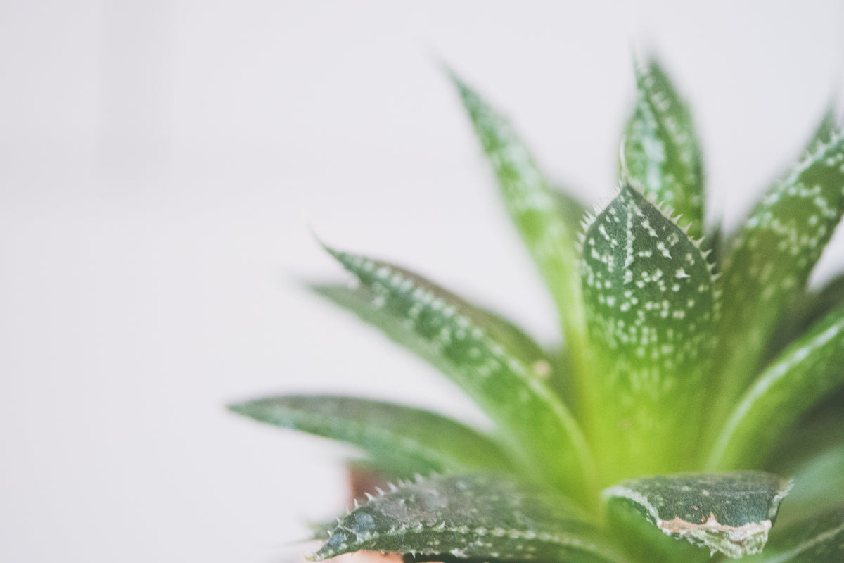 Makel am Blatt einer kleinen Aloenart