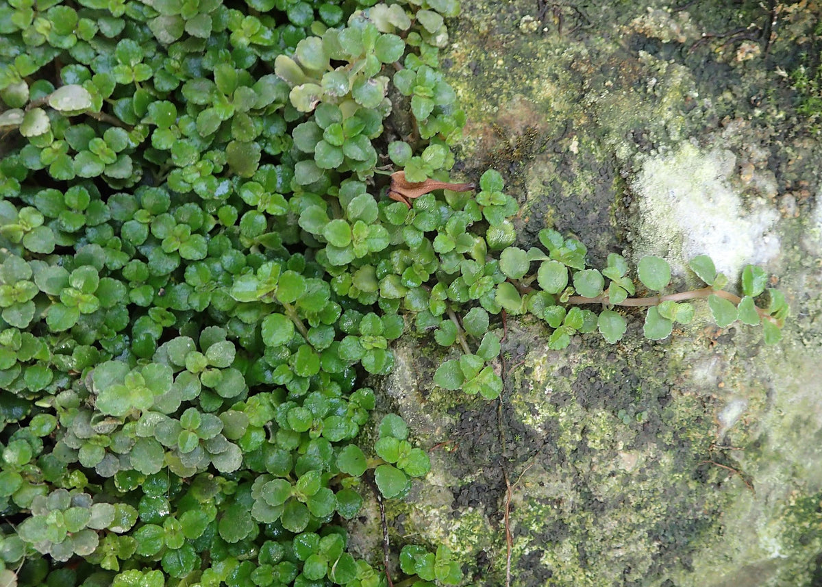 Pilea depressa mit winzig-grünen Blättchen
