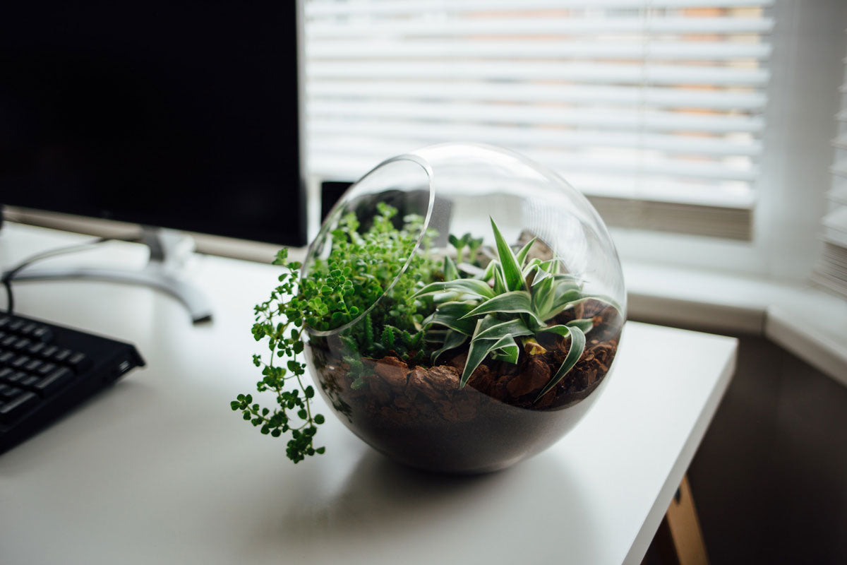 Rundes, fussballgrosses, bepflanztes Terrarium auf einem Schreibtisch neben dem Computer