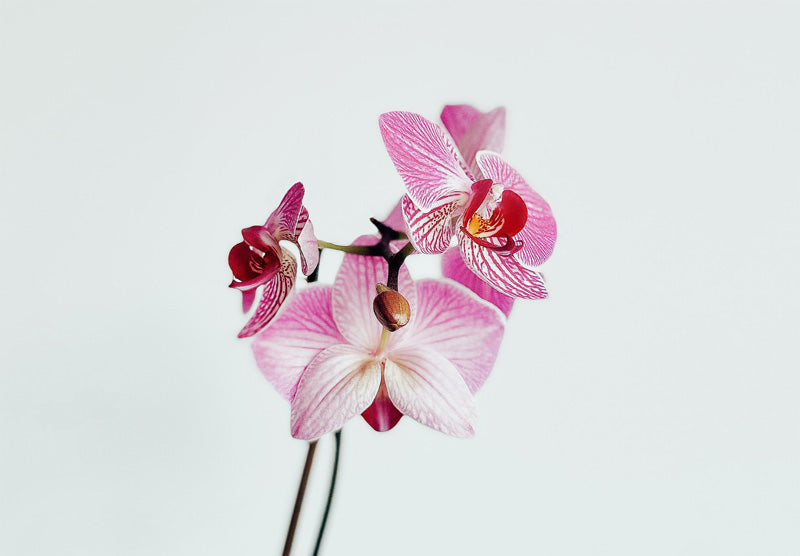 Drei pinke, blassrosa und weisse Blüten einer Orchidee vor weissem Hintergrund