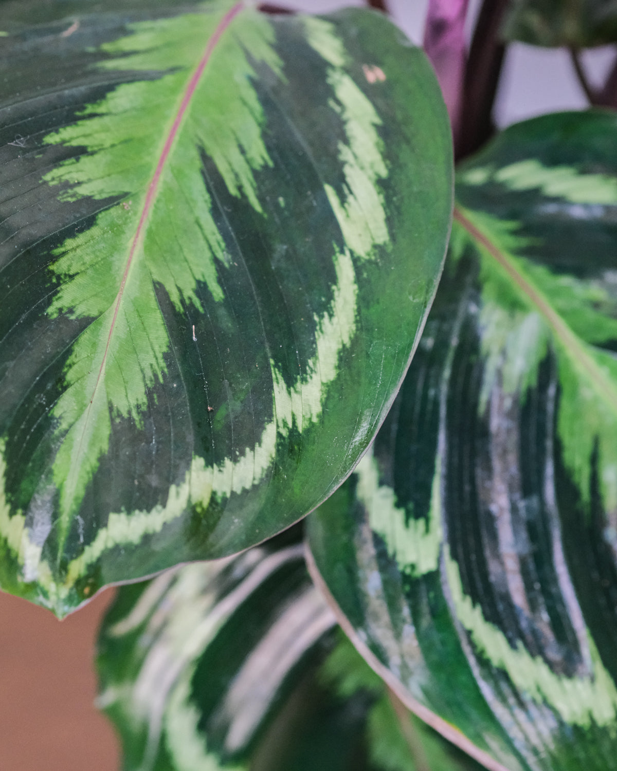 Calathea Roseopicta