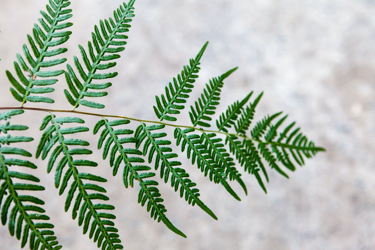 Brutfarn (Asplenium bulbiferium) mit dunkelgrünen, weit auseinander stehenden Farnwedeln