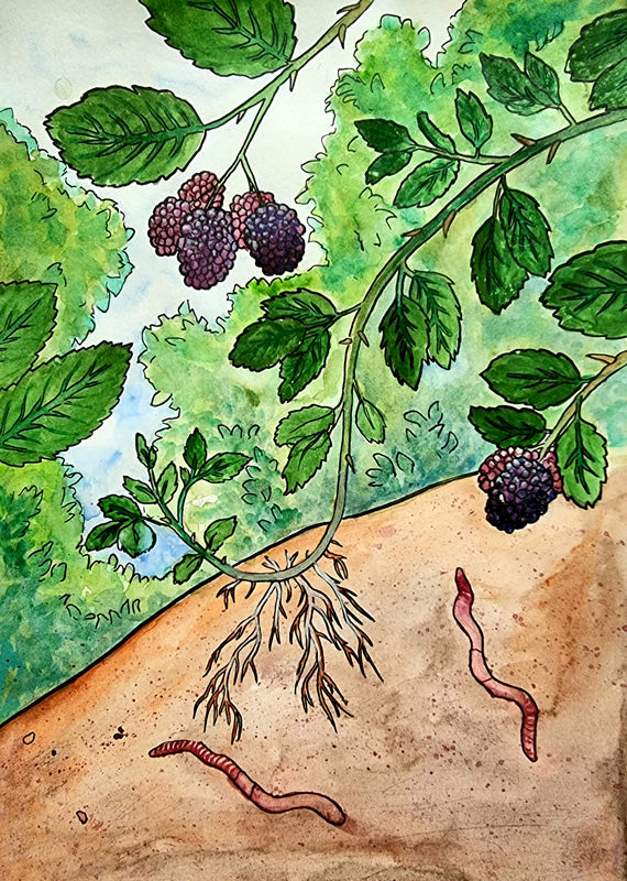 Illustration eines Absenkers eines Brombeerstrauchs im Wald, der im Boden Wurzeln schlägt