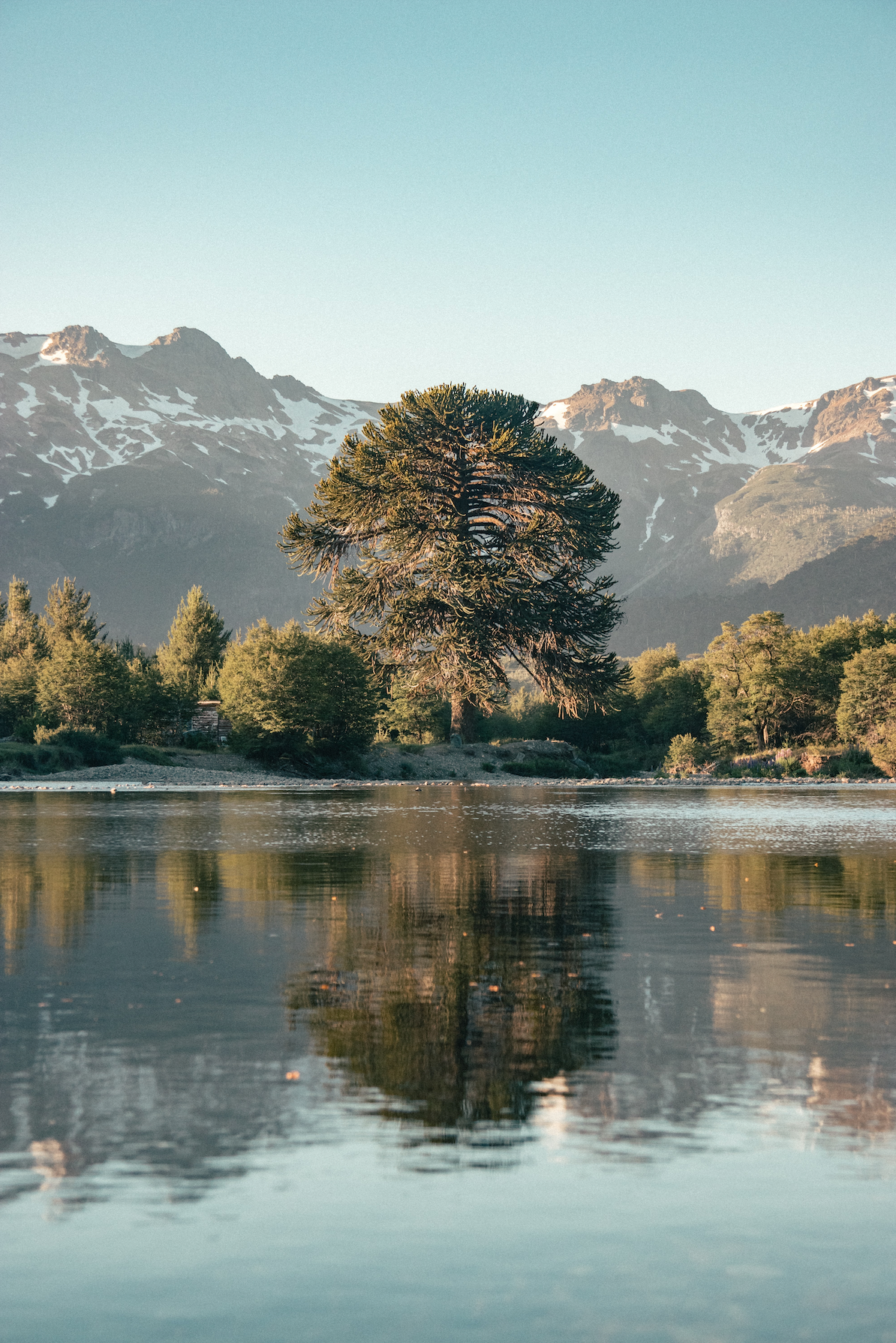 Queensland Araukarie (Araucaria bidwillii), gross und alleine stehend an einem See