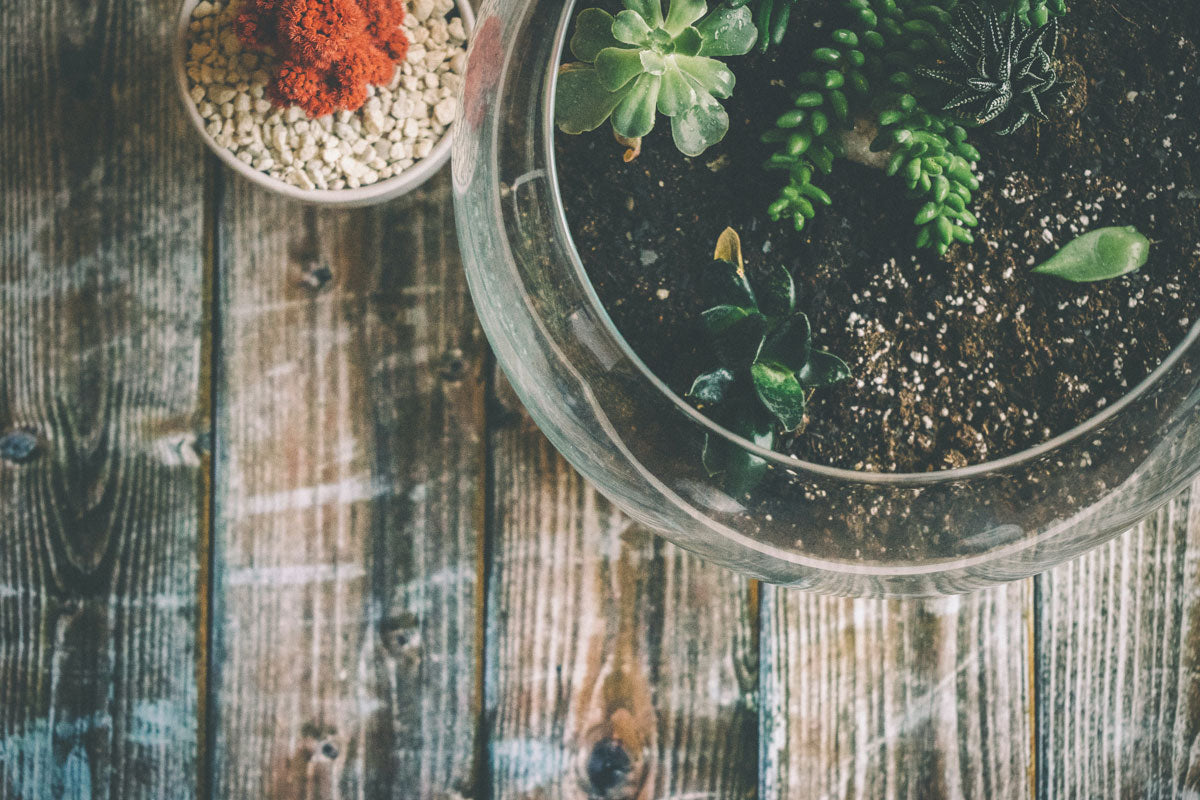 Rundes, oben offenes, bepflanztes Terrarium aus Glas auf einem Holztisch