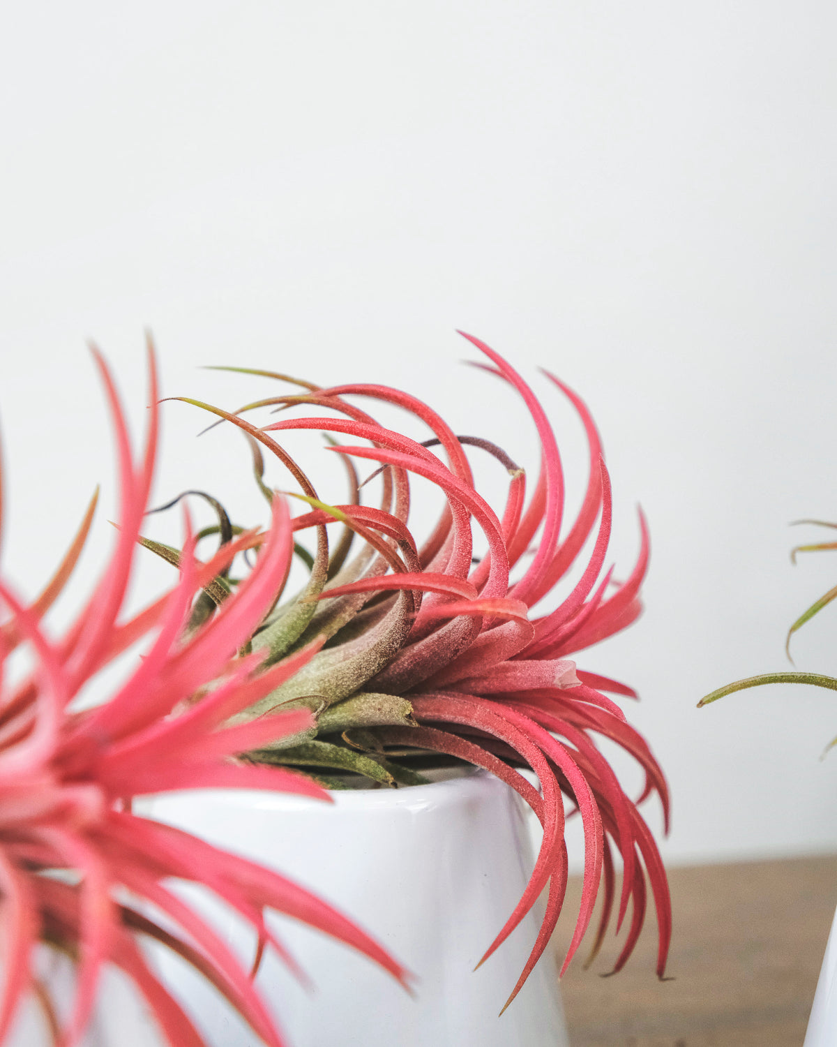 Tillandsia ionantha rubra auf weissen Keramiktöpfchen