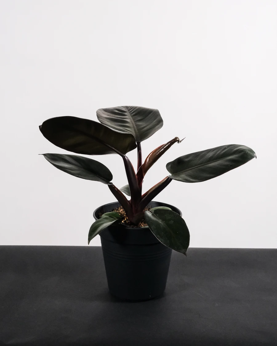 Ein Philodendron mit dunkeln Blättern ohne Übertopf