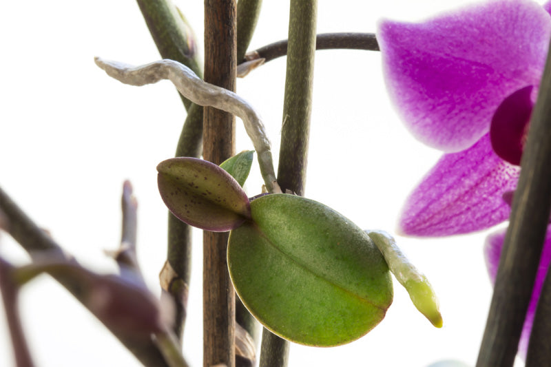 Zwei neue Blätter wachsen aus dem Blütenstängel einer Orchidee