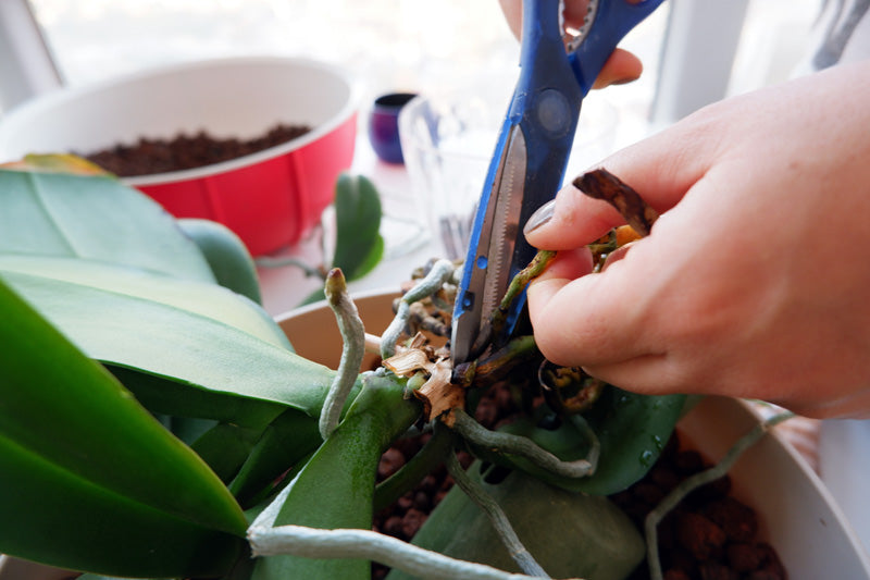 Orchideenwurzeln werden mit einer blauen Schere geschnitten