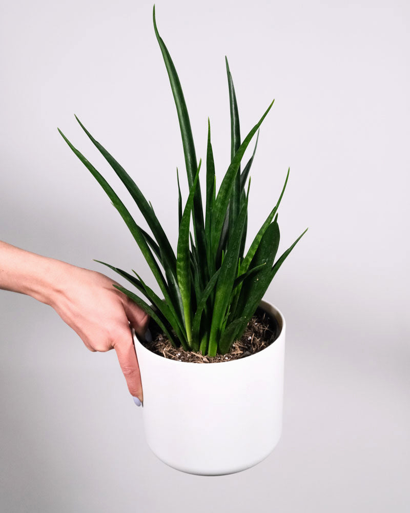 Sansevieria 'Friends' in weissem Topf in einer Hand